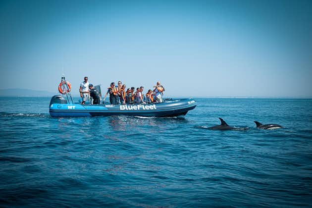 Dolphin Watching from Lagos