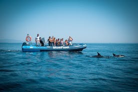 Avistamiento de delfines desde Lagos