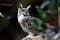 Suffolk Owl Sanctuary, Stonham Aspal, Mid Suffolk, Suffolk, East of England, England, United Kingdom
