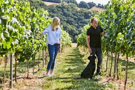 1.5-Hour Swanaford Vineyard Tour And Tasting Experience