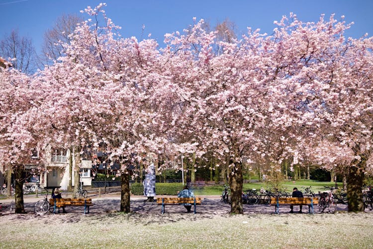 Photo of pink cherry blossom trees in Muenster, NRW, Germany.