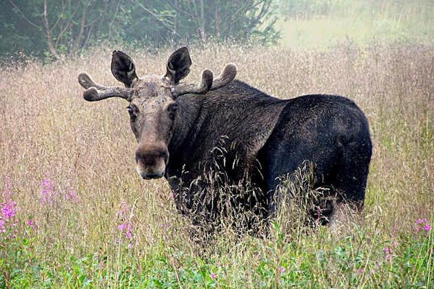 Moose Safari from Bodo, Northern Norway, Meet the Largest Land Animal in Europe