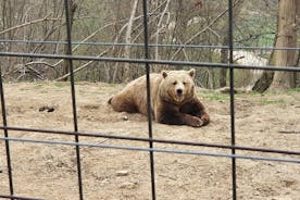 Bears Sanctuary, Dracula Castle und Brasov City - Ganztagesausflug von Bukarest