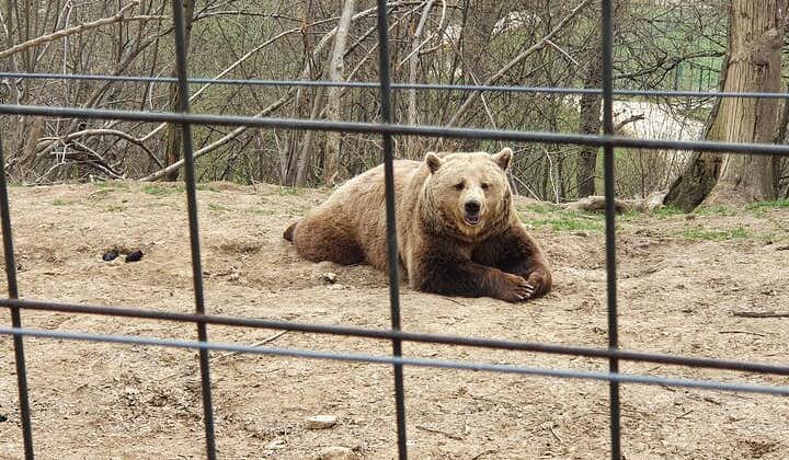 Bears Sanctuary, Dracula Castle 및 Brasov City - 부쿠레슈티에서 출발하는 하루 종일 여행