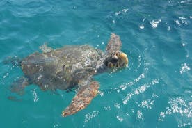 Turtle Spotting Cruise i Zakynthos