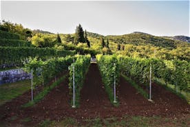 Tour privado de vino y gastronomía en Montenegro