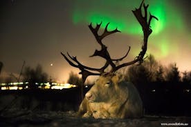 Rendieren voeren en Saami-cultuur met kans op noorderlicht