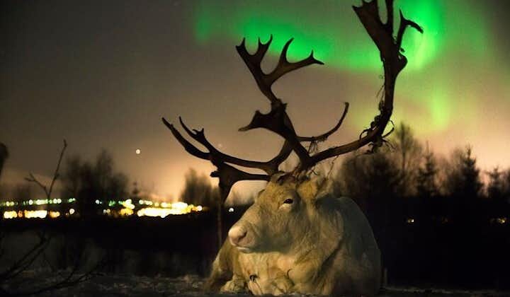 Reindeer feeding & Saami Culture with chance for Northern Lights