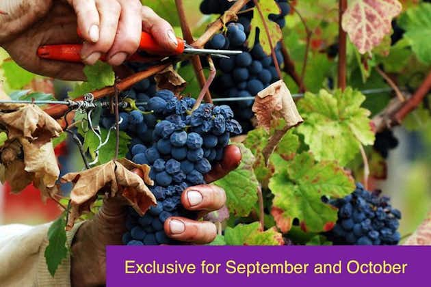Drue stomping og høst oplevelse: vin og vinsmagning tur Rom