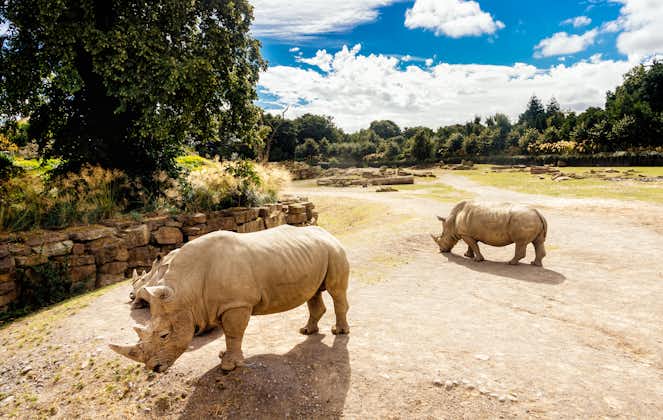 Photo of three large Southern White Rhinoceros, Ceratotherium Simum, in their habitat in Dublin zoo, Ireland.