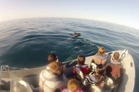 Algarve Dolphin Watching & Marine Life Eco Tour