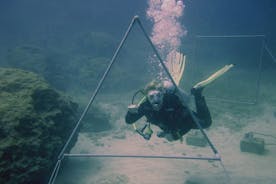 Local Guided Dives (for certified/licensed divers)