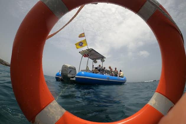 SEA SAFARI, delfiner, hvaler, snorkling, snacks, drikke, 2 timers privat hurtigbåt