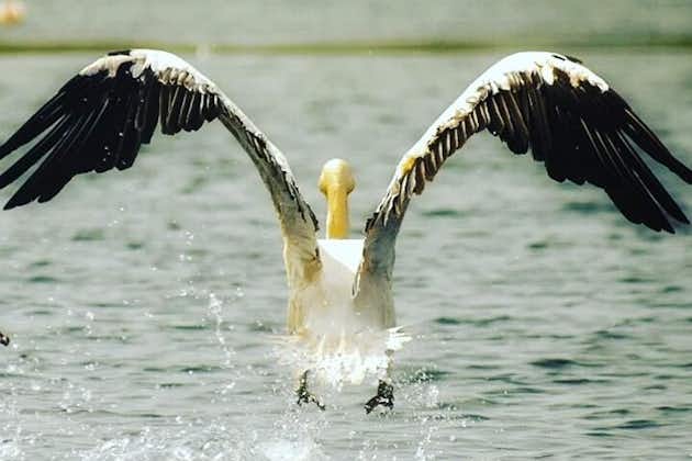 Privé 3-daagse tour Donau Delta Birdwaching en Safari Experience vanuit Boekarest