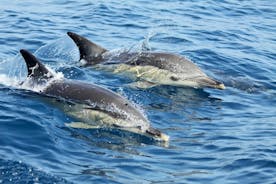 Delfinsafari i Lissabon med en marinebiolog i en lille gruppe