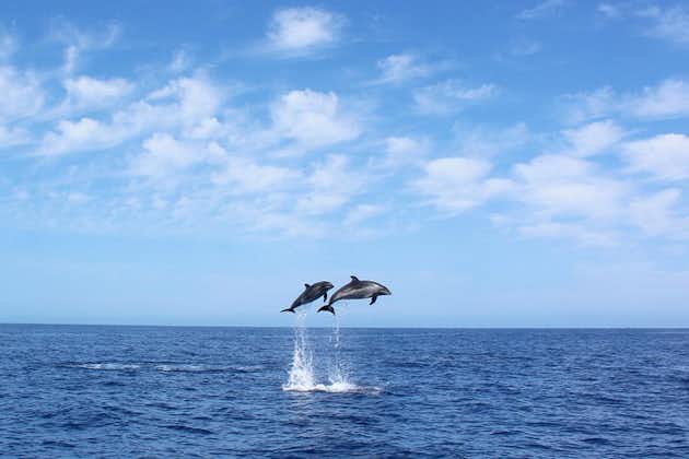 Excursión de avistamiento de ballenas y delfines en Madeira.