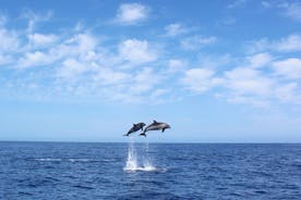 Hval- og delfintur i Madeira