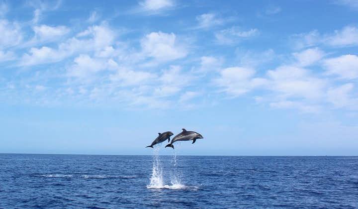 Whale and Dolphin Watching Tour in Madeira, Portugal