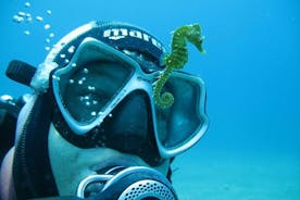 Try Scuba Diving in Split