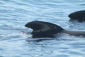 Journée d'observation des dauphins de Gibraltar au départ de Séville
