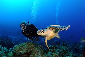 Oplev Scuba Diving (2 dyk og billeder)