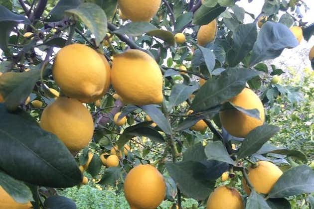 参观希腊最大的柠檬农场