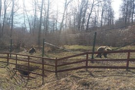 Viagem a Zarnesti do Santuário de Ursos de Liberdade de Liberdade para Grupos Pequenos de Brasov