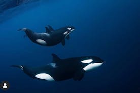 Snorkeling with Orcas In Norway, 4 days All-Inclusive expedition 