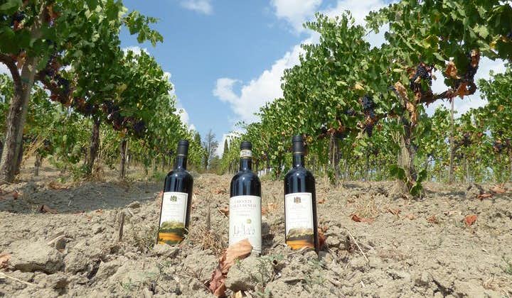 Maxi Wine Tour San Gimignano Wine Tasting - San Quirico Winery