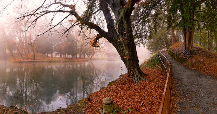 photo of Trees and foliage reflected on a woodland pond at the park of Monza. December foggy day, Lombardy, Italy