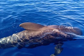 Private Charter 2 Hours Whale Watching Puerto Colon Adeje