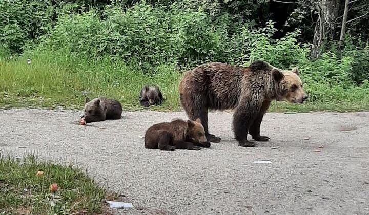在通往真正德古拉堡垒的路上遇见野生棕熊