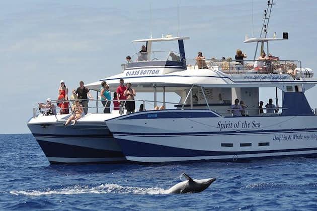 Observation des baleines et des dauphins à Grande Canarie avec arrêt baignade en option