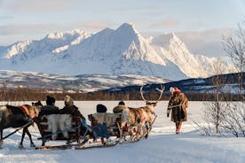Reindeer Sledding and Feeding with Sami Culture in Tromso.