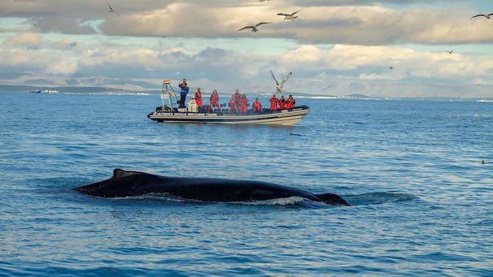 Small-Group Reykjavik RIB Whale Watching Cruise