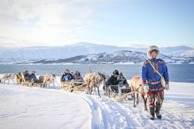 Excursión de trineo con renos, alimentación de renos y cultura sami desde Tromsø