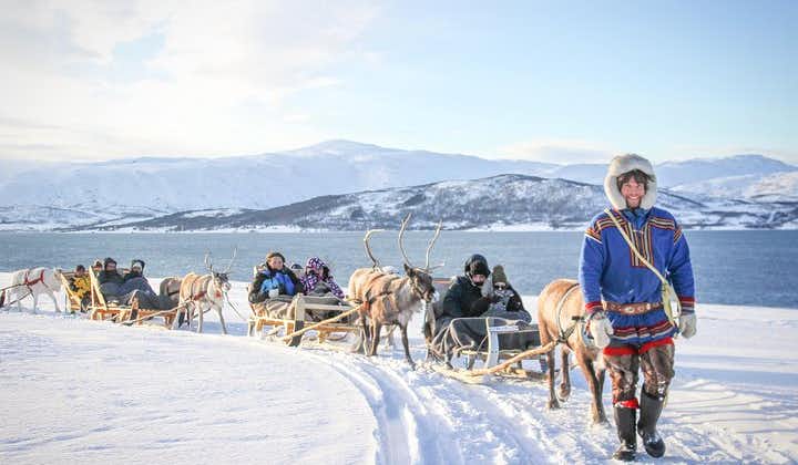 Traîneau tiré par des rennes, nourrissage, et découverte de la culture sami au départ de Tromso