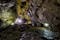 photo of view of Raining Hall in Bacho Kiro cave, Dolni Varpishta, Bulgaria.