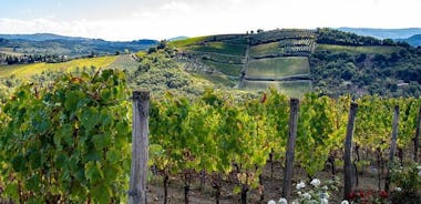Chianti Safari Wine and Food Tour from Florence