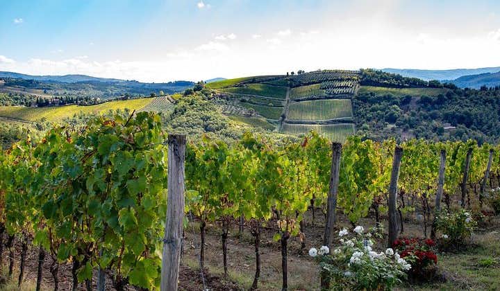 Chianti Safari Wine and Food Tour from Florence