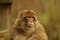 Photo of Macaque monkey in the Mechelen zoo Planckendael.