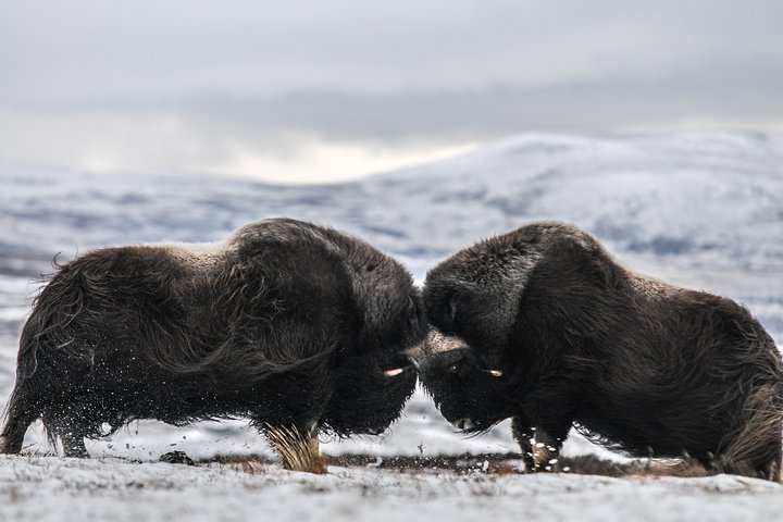 Musk Ox Safari In Dovrefjell National Park From Oppdal | Guide To Europe