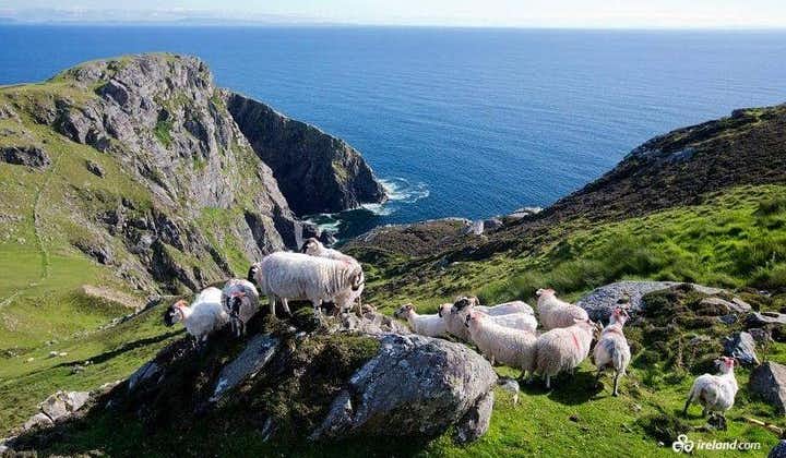 Private Tagestour zum Ring of Kerry & Skellig Ring