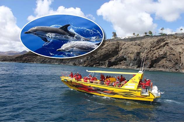 兰萨罗特岛的海豚观赏迷你游轮和浮潜