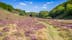 Photo of panorama of a walking path with heath in bloom through Rebild Bakker National Park, Denmark.