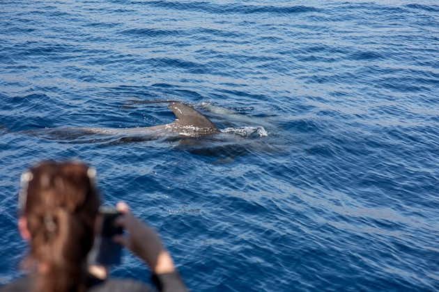 Excursion d'observation des baleines sur le Royal Dolphin