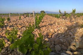 Excursão vinícola pelo Vale do Rhône partindo de Avignon: Chateauneuf-du-Pape e Tavel