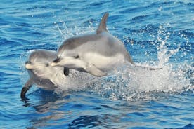 Morro Jable：2 小时神奇的海豚和鲸鱼观赏活动，提供饮料和游泳停留。
