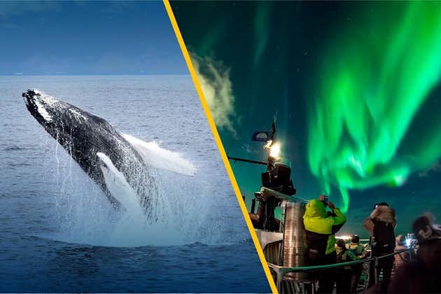 冰岛超级救星：雷克雅未克的北极光游轮和鲸鱼观赏之旅