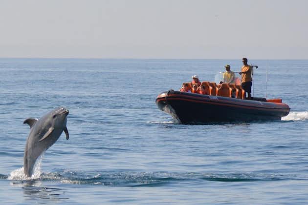 Privat Dolphin Watching och Cave Tour från Vilamoura
